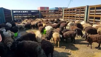 تغییر عجیب در بازار دام/گوشت قرمز ارزان می‌شود؟
