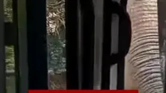 ویدئو؛ حمله فیل وحشی به اتوبوس در سریلانکا