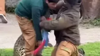 لحظه شوکه‌کننده در باغ‌وحش؛ کارکنان طوطی را از دهان سروال بیرون کشیدند