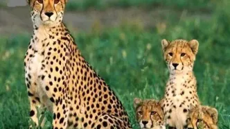 دو توله گمشده «هلیا» پیدا شدند