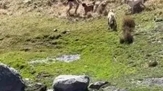 ویدئوی پربازدید از حمله وحشتناک گله سگ‌ها به نوجوان اردبیلی