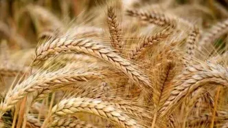 پرداخت نیمی از مطالبات گندمکاران طی سه روز آینده