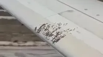 هجوم زنبورها به بال هواپیما