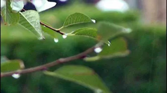 رگبار باران در ۶ استان/ کدام استان‌ها منتظر باران باشند؟