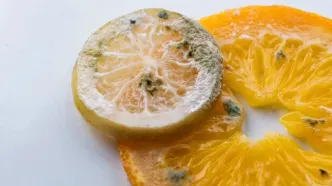چگونه از کپک زدن محصولات خشک جلوگیری کنیم؟ ترفندهای ساده اما مؤثر!