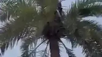 دستگیری عجیب یک متهم فراری با قطع درخت نخل