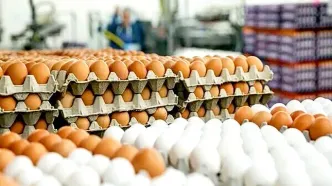 عرضه تخم‌مرغ ۱۰۰ هزار تومان کمتر از قیمت تمام شده