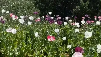 کشت هکتاری خشخاش در استان لرستان