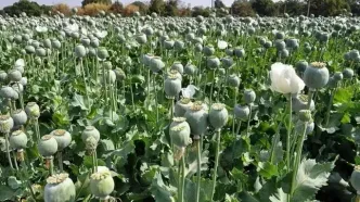 میزان کشت خشخاش در استان‌های ایران بسیار بالا رفته/ در استانی که قبلا برنج می‌کاشتند، امروز به کاشت خشخاش روی آوردند