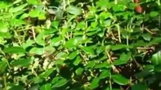 زیباترین ماه کامل تابستان؛ چرا همه از «ماه توت‌فرنگی» صحبت می‌کنند؟