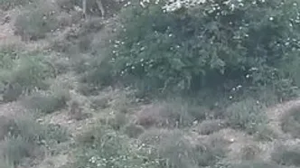 ثبت لحظه کم‌نظیر کمین پلنگ ایرانی برای یک گوزن