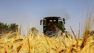 آخرین وضعیت از پرداخت مطالبات گندم‌کاران
