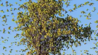 تصاویر؛ رقص شگفت‌انگیز هزاران مرغ عشق در آسمان
