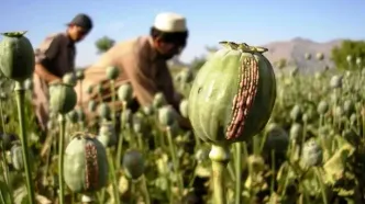 چرا دولت مجبور به کشت شقایق به جای خشخاش شد؟