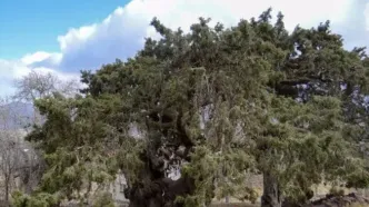 ثبت ملی سرو کهنسال شهرستان بم در دستور کار