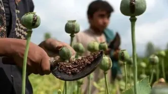 چرا دولت مجبور است چشمش را بر کشت خشخاش ببندد؟