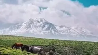 اسب های وحشی و بهار در دامنه کوهستان ساوالان مشگین شهر