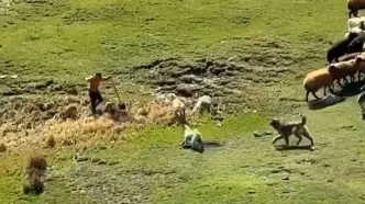 حمله خونین سگ‌هابه مرد جوان در سردابه اردبیل/ اگر مرد شجاع رهگذر نبود تیکه پاره می شد
