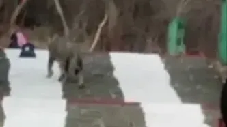 یک شیر کیف زائران را ربود