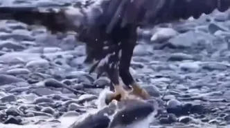 سیلی غیرمنتظره ماهی به صورت یک عقاب