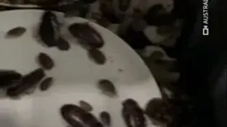 کشف ۱۰۰ هزار سوسک زنده قاچاق در استرالیا
