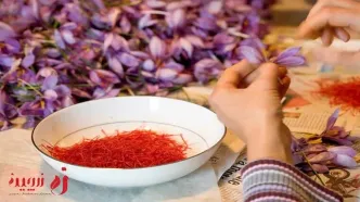 بررسی کلی گیاه زعفران
