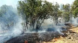 مهار آتش‌سوزی باغی در بلوار چمران شیراز