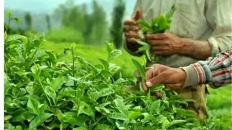 ۸۰ درصد مطالبات چای‌کاران پرداخت شد