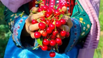 تصاویر؛ برداشت گیلاس و آلبالو از باغات مشهد
