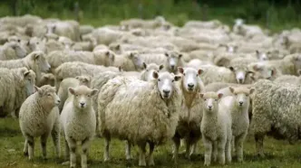 قیمت دام زنده امروز یکشنبه ۴ مرداد ۱۴۰۵/ گوسفند زنده در تهران چند؟ + جدول
