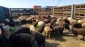 قیمت دام زنده امروز چهارشنبه ۳۱ تیر ۱۴۰۵/ گوسفند زنده چند؟ + جدول