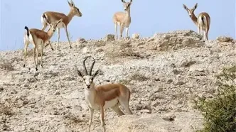 پناه آوردن آهوان خارک به خیابان‌ها در پی صدای انفجارها+فیلم