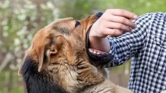 افزایش گربه‌گزیدگی در ۱۴۰۴ / سگ‌ها عامل ۸۰ درصد موارد «هاری»