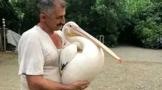 همزیستی پلیکان و صیاد مستند شد