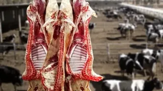 قیمت دام زنده امروز چهارشنبه ۱۰ تیر ۱۴۰۵ / گوسفند زنده چند ؟+ جدول