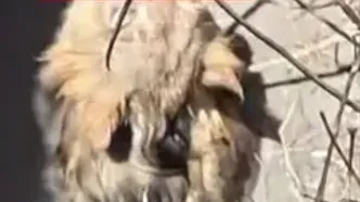 نجات شیر از چاه ۹ متری در هند