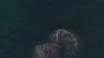 ثبت لحظه شکار نهنگ گوژپشت با پهپاد
