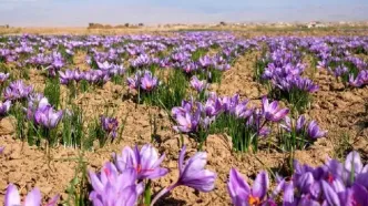 قیمت زعفران از کیلویی ۲۶۶ میلیون تومان گذشت