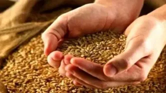 تولید گندم در ایران به ۱۳.۷ میلیون تن می‌رسد