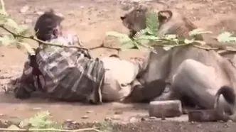 ۳۰ دقیقه وحشت؛ حمله شیر به به یک مرد در هند
