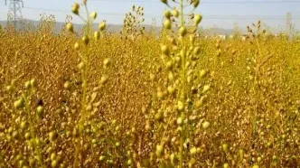 خرید۸۰ هزار تن دانه‌ روغنی از کشاورزان سراسر کشور