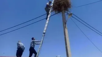 نجات معجزه‌آسای دو لک‌لک در دیواندره