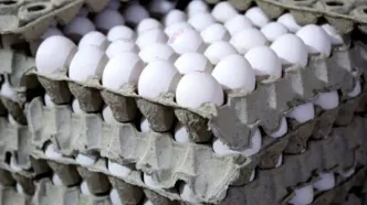 قیمت تخم‌مرغ در تهران | تخم‌مرغ گران‌تر و کوچک‌تر شد!