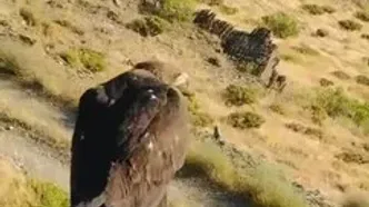 رهاسازی یک عقاب نجات یافته در بانه کردستان