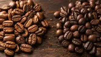 قهوه عربیکا یا روبوستا؟ بررسی کامل تفاوت‌ها و راهنمای انتخاب