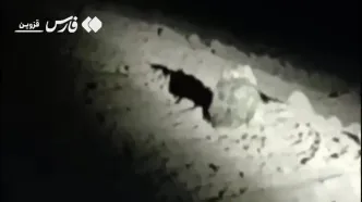 ثبت تصویر «شاه‌بوف»، بزرگ‌ترین جغد ایران