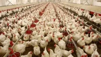 از انباشت مرغ در واحدهای تولیدی تا ضرر ۱۴ همتی مرغداران در ۲۵ روز