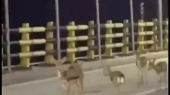 پناه آوردن آهو‌های خارک به خیابان‌ها از ترس صداهای انفجار