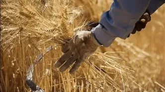 قیمت گندم صنف و صنعت در سال ۱۴۰۵ اعلام شد