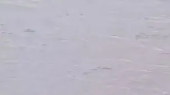 لحظه دیدنی عبور مادر پوما و توله‌هایش از رودخانه